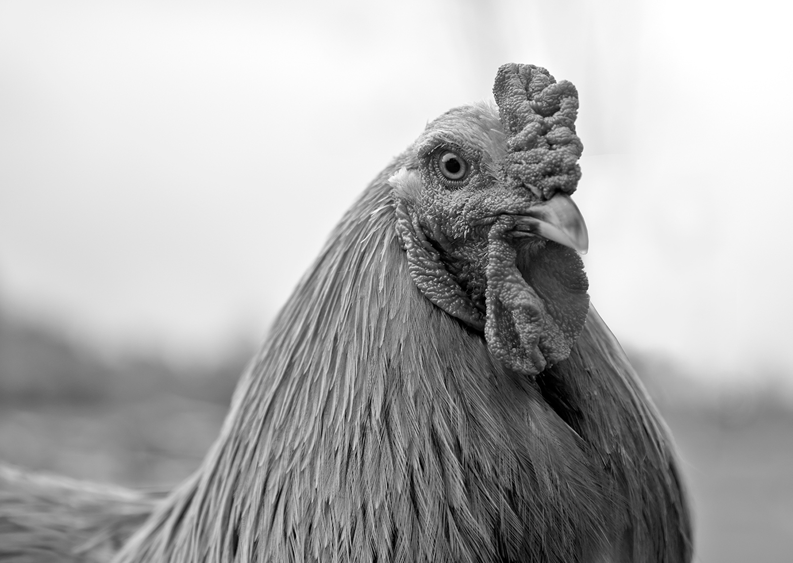 Rooster-B&W