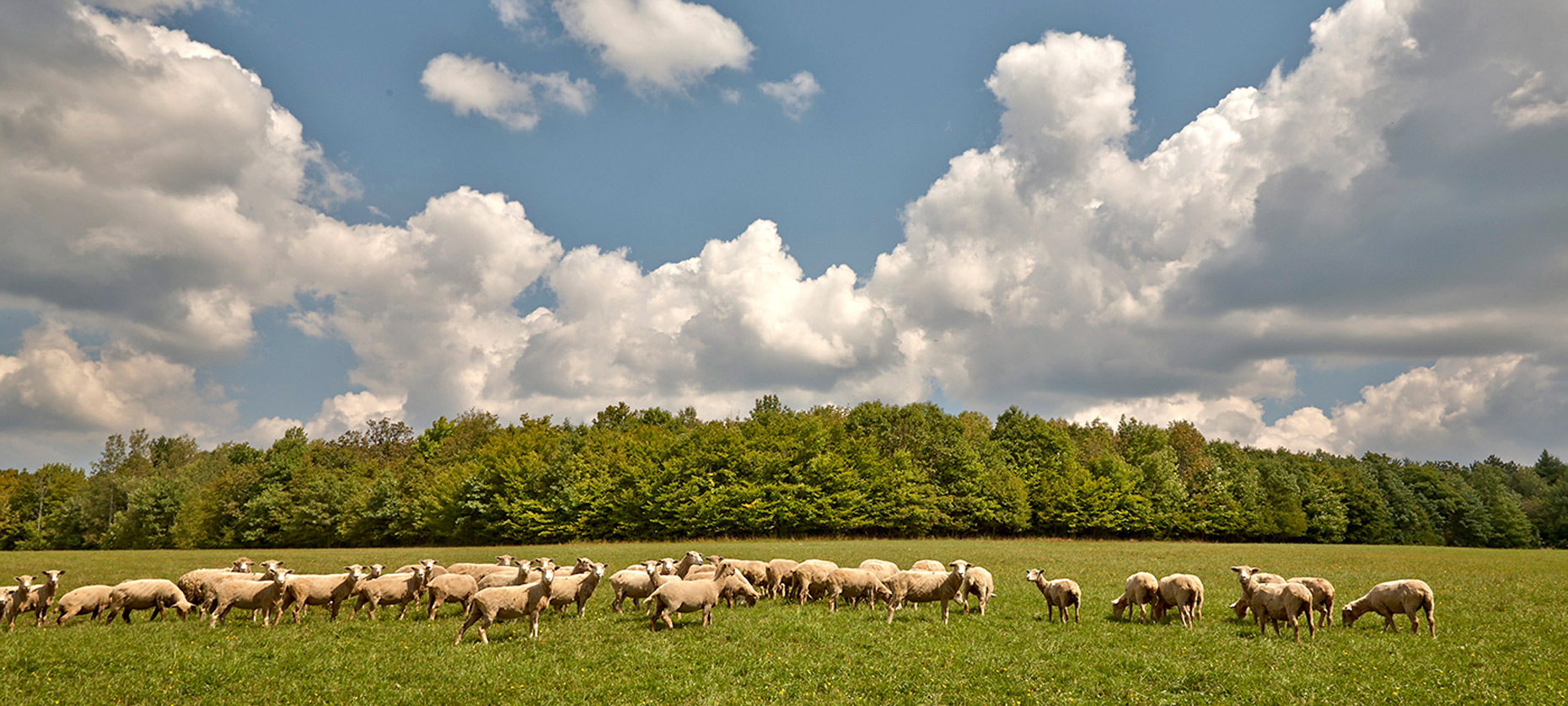 sheep-in-field